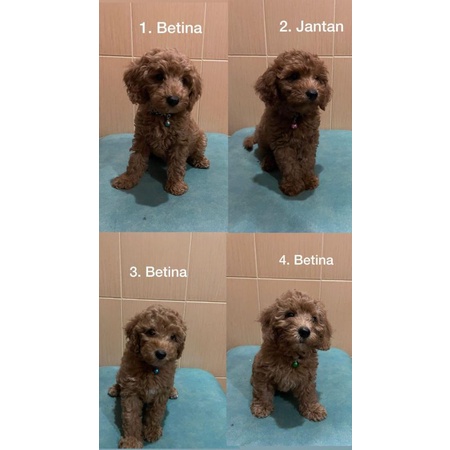 Jual RED TOY POODLE | Shopee Indonesia