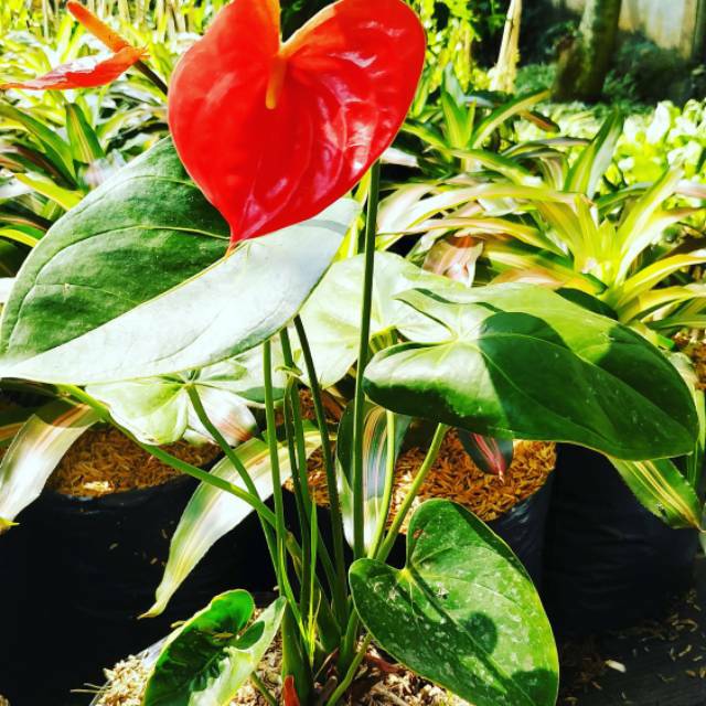 Tanaman Hias Bunga Anthurium Mini Bunga Merah Shopee Indonesia