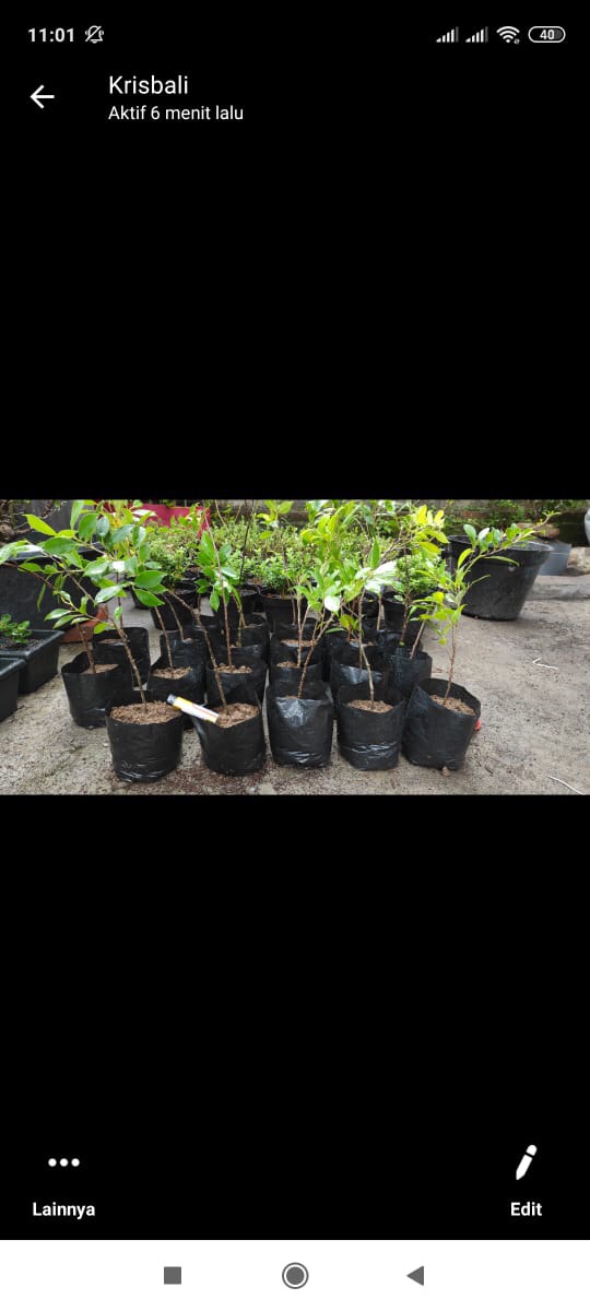 Bibit Bonsai Ficus Kimeng 30-45cm