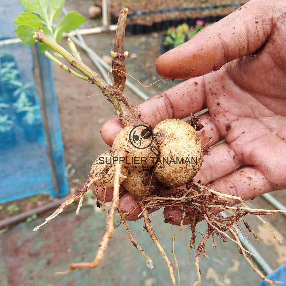 Paket Umbi Dahlia isi 10 umbi