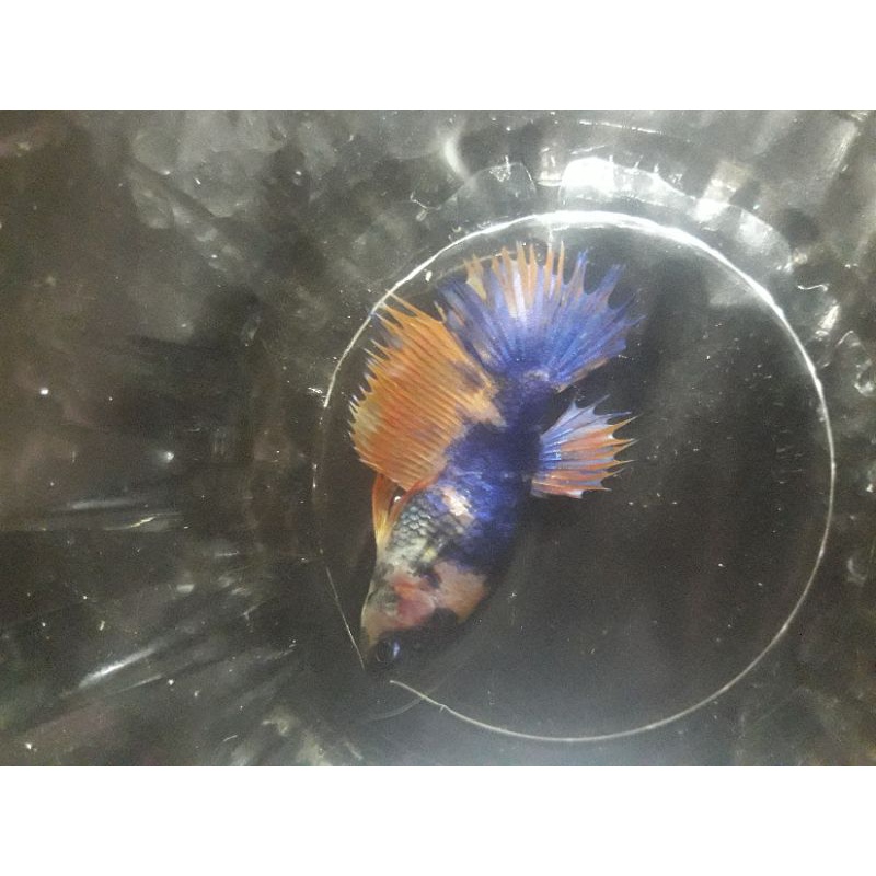 ikan cupang female crowntail multi