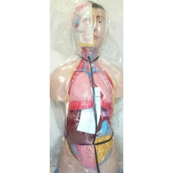 

torso pria