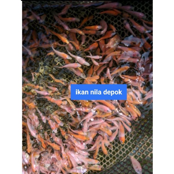 bibi nila merah bangkok