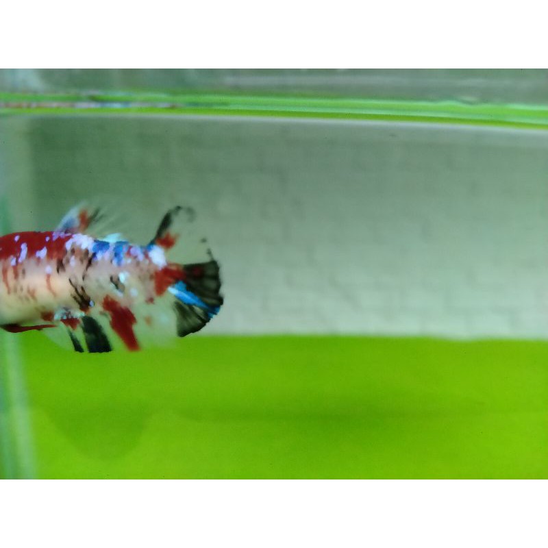 S207 Realpic Cupang PK multicolor koi galaxy female