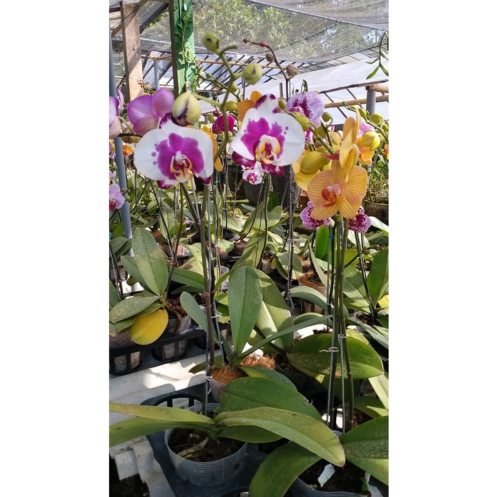 ANGBUL KOLEKSI KENOP MEKAR