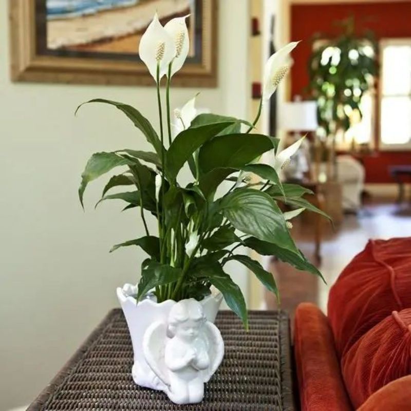 Peace Lily - Spatuphilum - Tanaman Hias Indoor