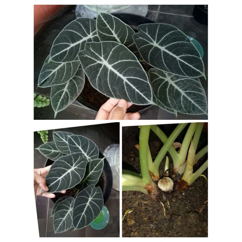 WAJIB BACA DESKRIPSI PRODUK Keladi Black Velvet / Calathea / Tengkorak Dragon