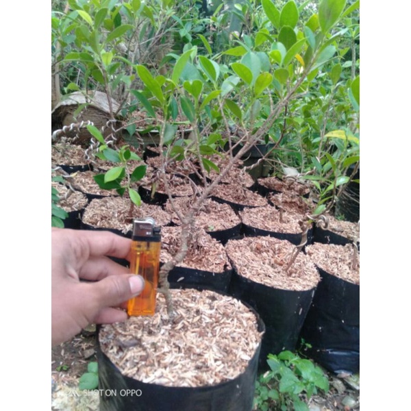 Bahan bonsai kimeng pelintir gerak dasar uk small