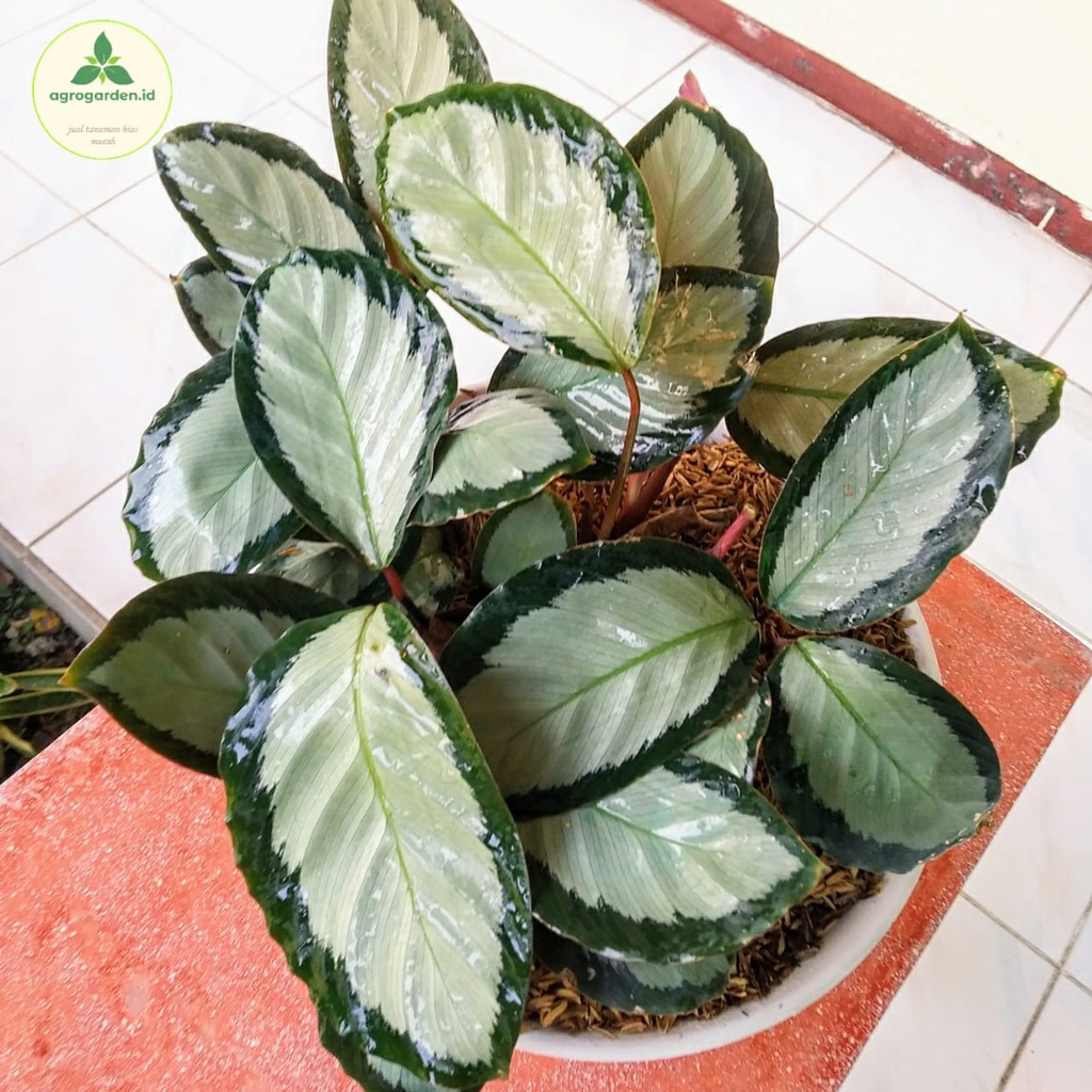 Tanaman Hias Tanaman Hias Calathea Picturata - Chalathea Dark Star - Calathea Silver Star