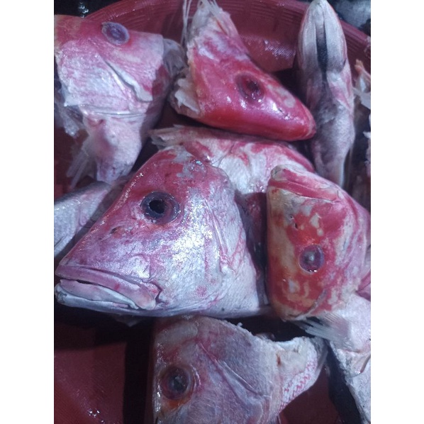 

Kepala ikan Kakap 1kg Fresh Bandung