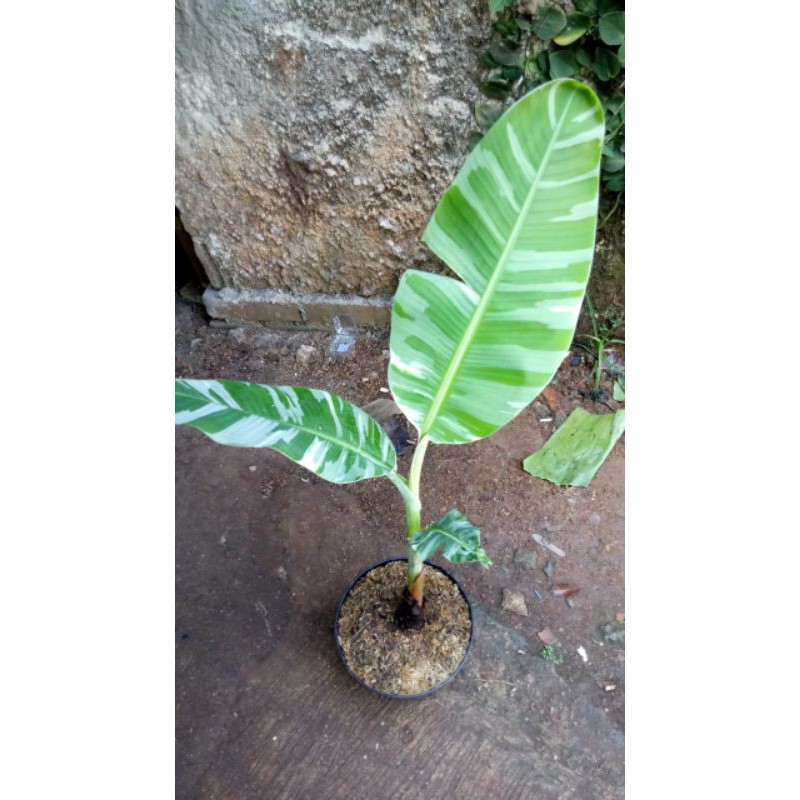Tanaman hias pisang variegata - pohon pisang varigata - pisang varigata