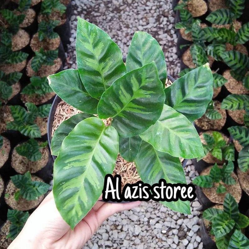 Tanaman Hias Calathea Zebrina - Calathea zebrina