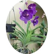 anggrek vanda hutan siap berbunga tanaman hias anggrek deefan11