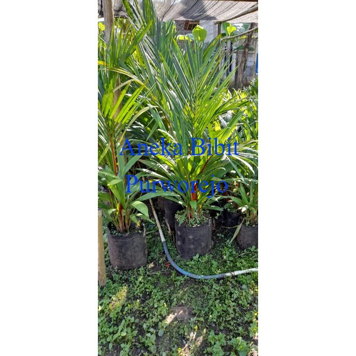 Palem merah super banyak anakan tinggi 1 meter Aneka bibit purworejo