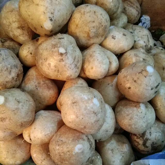 

Bengkoang 1kg