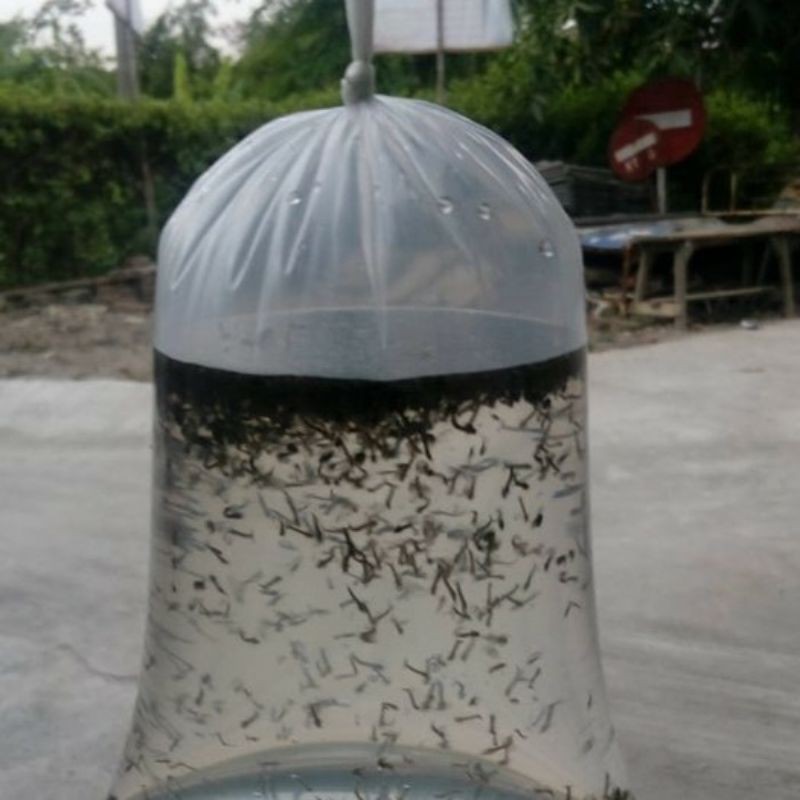 Encu Jentik Nyamuk Pakan Cupang
