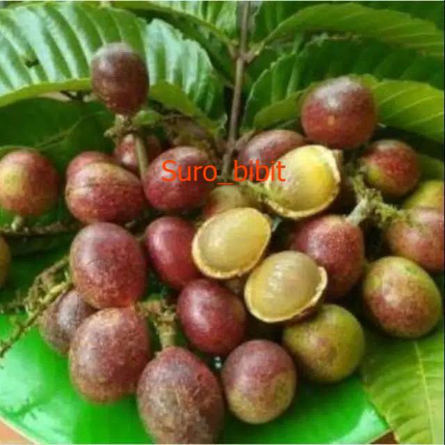 Bibit Buah Matoa Merah