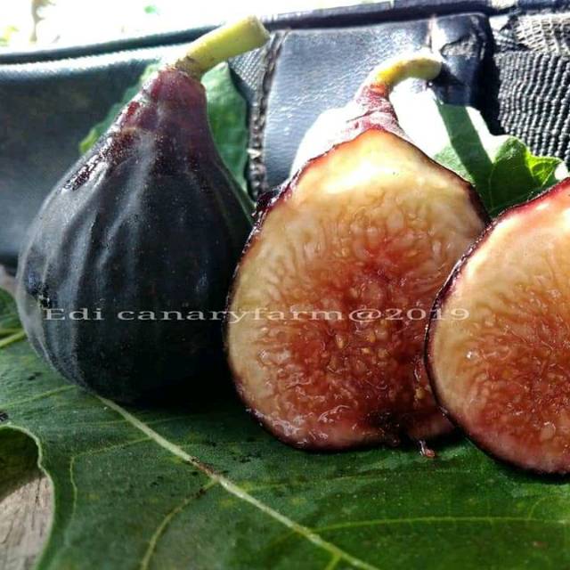 Bibit Buah Tin Jenis Black LDA Cangkok