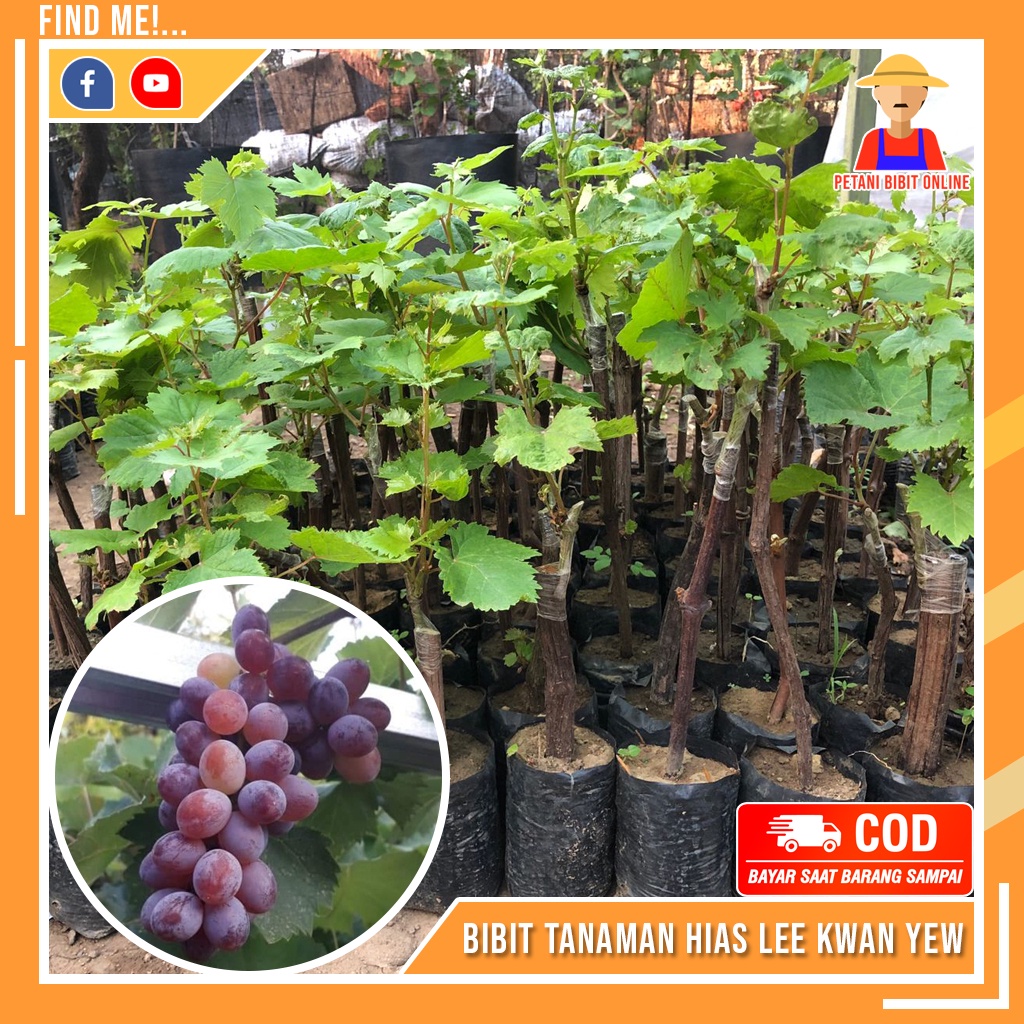 Bibit Anggur Import Jupiter Super Bibit Buah Anggur