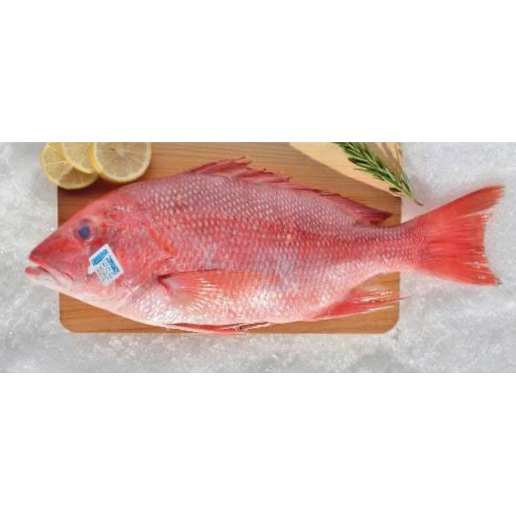 

KAKAP MERAH / RED SNAPPER
