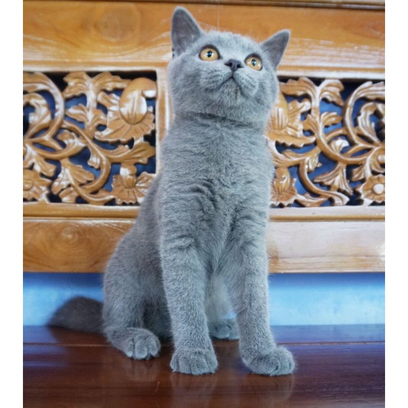 kucing bsh british shorthair  Shopee Indonesia