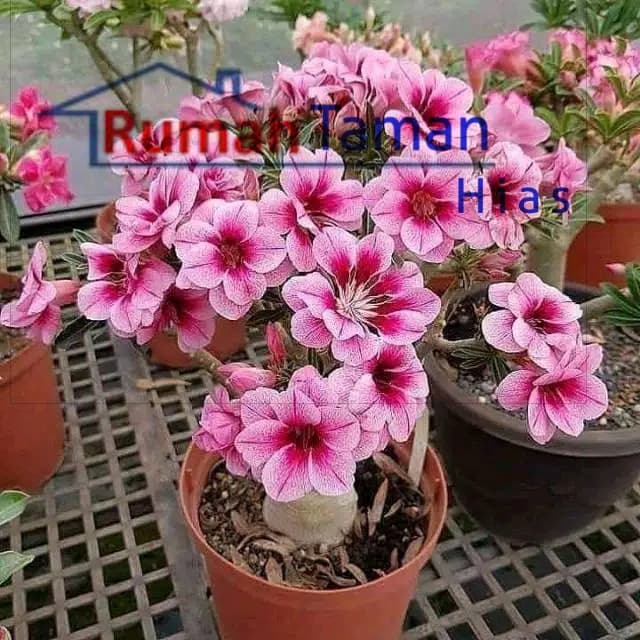 Benih Bibit Tanaman Adenium - Bunga Tumpuk - Kamboja Jepang