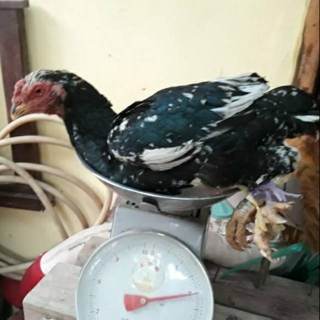 

Ayam kampung FRESH syar'i HERO 2 kg