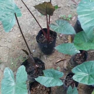  Keladi  Hitam Caladium Black  Shopee Indonesia