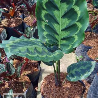 EXO FLORA Tanaman Hias Calathea Veitchiana Calathea EXO FLORA Tanaman Hias Calathea Veitchiana Calathea