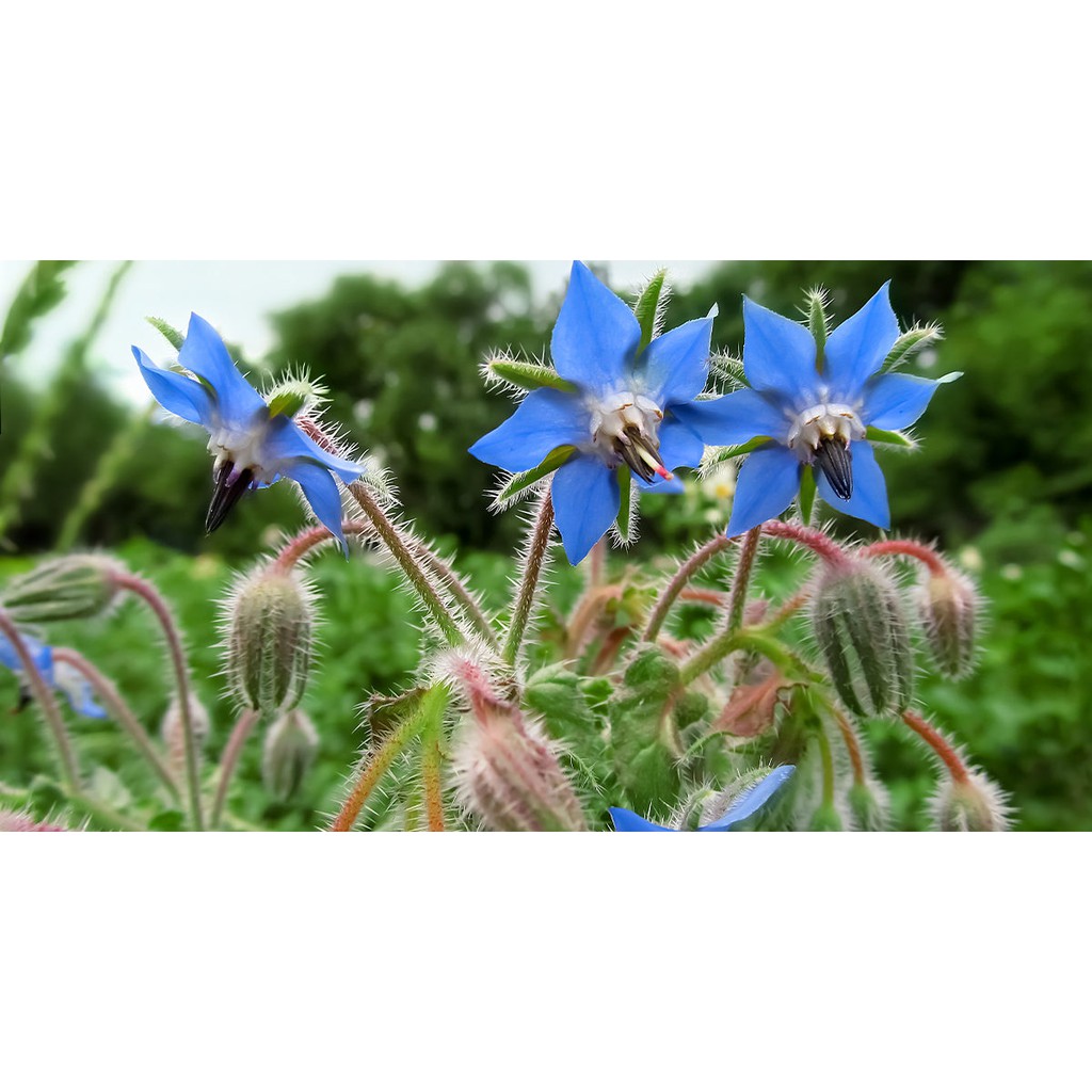 Benih Bibit Biji - Borage Edible Flower Herb Seeds - IMPORT