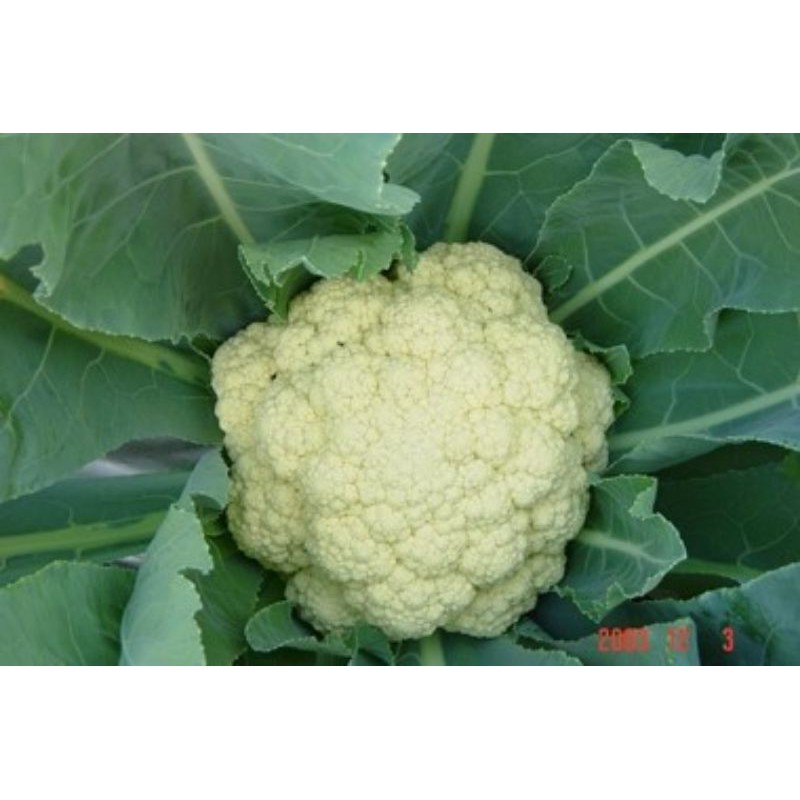 10 Biji  Benih tanaman sayur sayuran Kol AQUINA F1 CAP PANAH MERAH  Bibit Tanaman Sayur Sayuran Bung