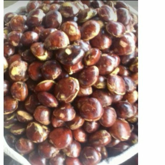 Jengkol Tua Padang