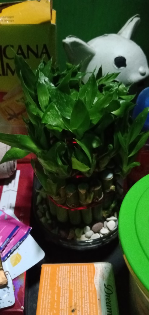 Bambu Hoki / Lucky Bamboo / Bambu Rejeki / Bambu Cina/ Bambu Mini