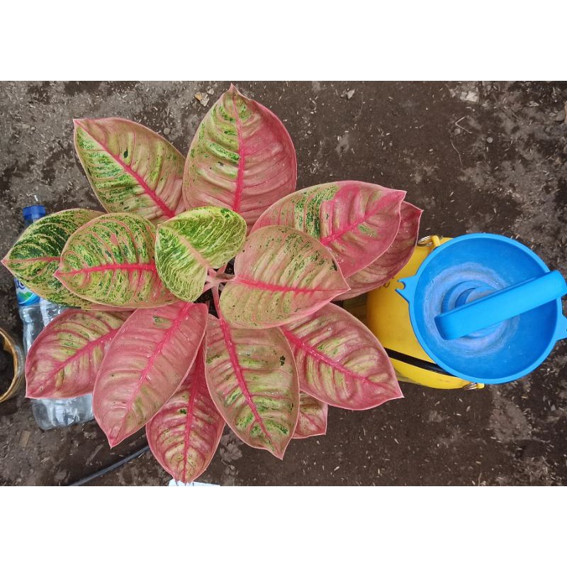 Aglonema Romantic Love (RL)