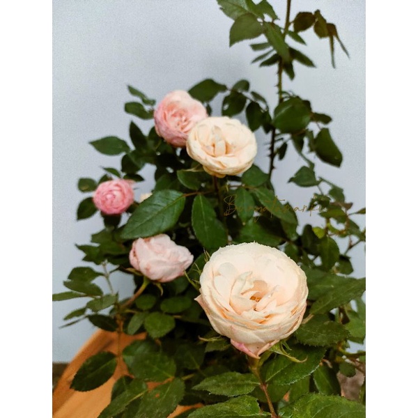 Bunga Mawar Asli / hidup berbunga