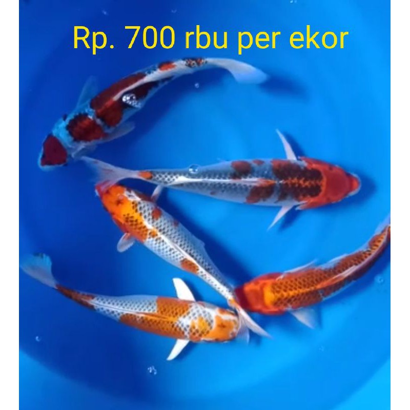 

Koi kualitas Kontes