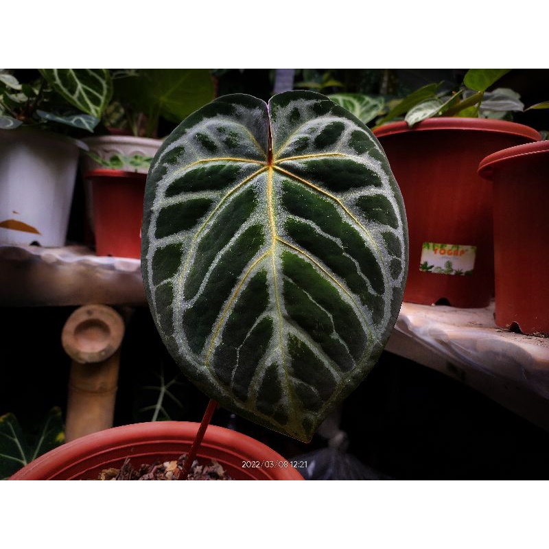 Anthurium Red crystallinum x magnificum angels dream