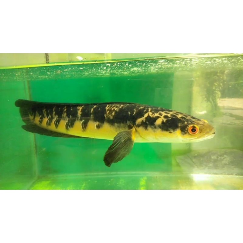 CanaMaru Yellow Sentarum Sz12-14cm