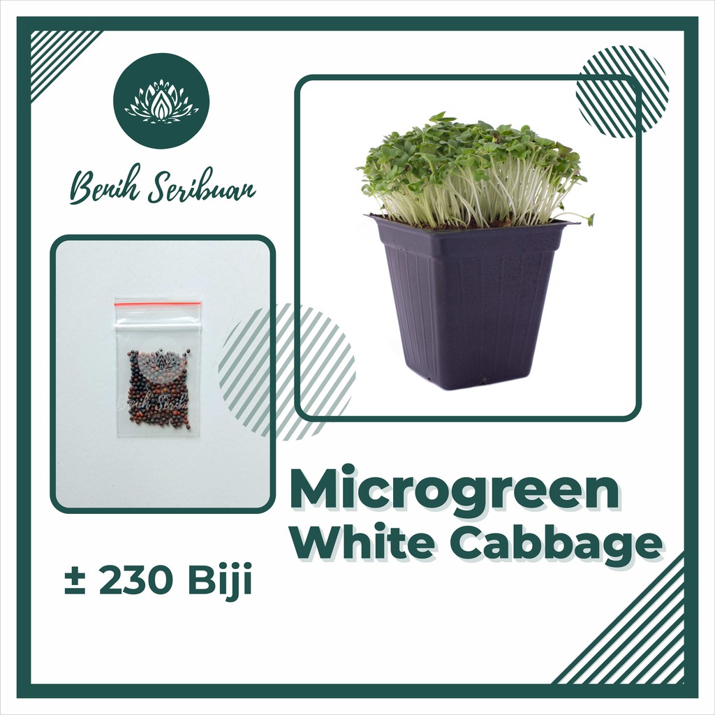 BS-BYL Benih Microgreen Sayur Organik Sprout Seed Bibit Sayuran Microgreens Alfalfa Broccoli Bok Pak Choy Red Cabbage Radish dll-MG - WHITE CABBAGE