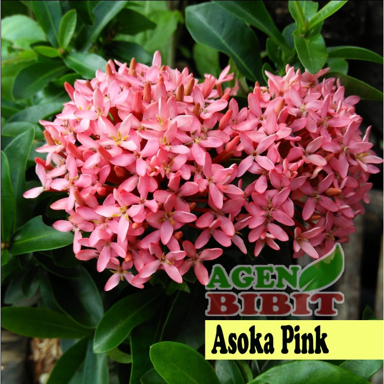 Jual Tanaman Hias Bunga Asoka - Asuka Pink - Soka Pink Saraca Indica ...