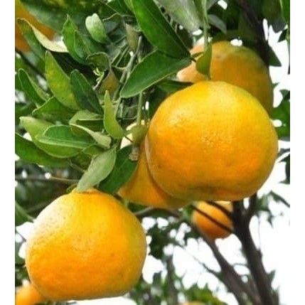 Tanaman Jeruk Keprok Siam