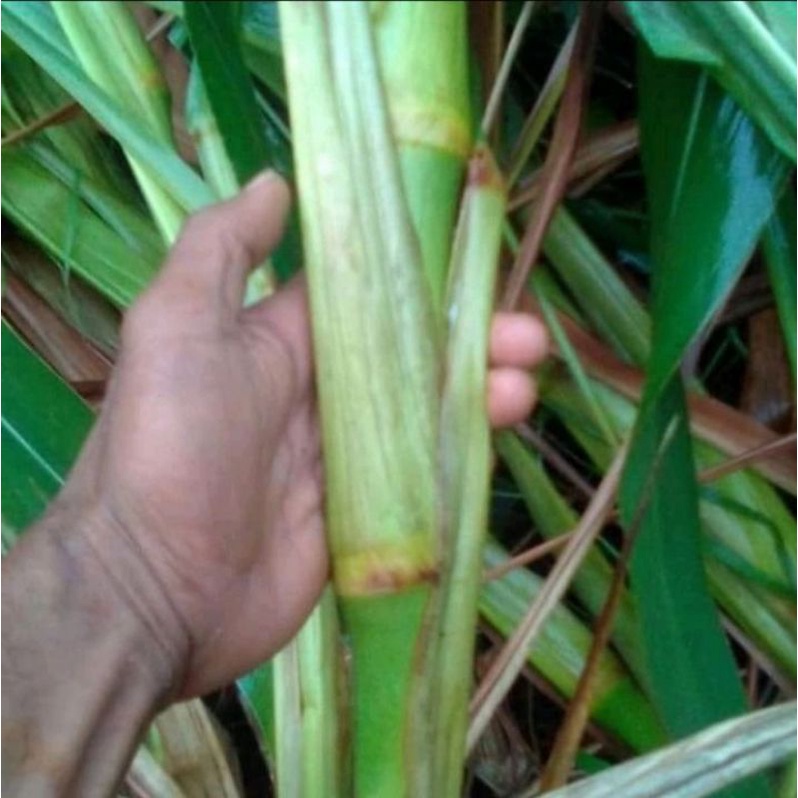 stek rumput Guatemala 1kg