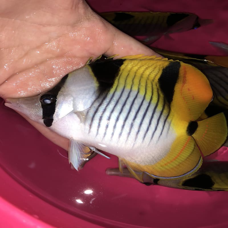 ikan hias laut kepe falkula