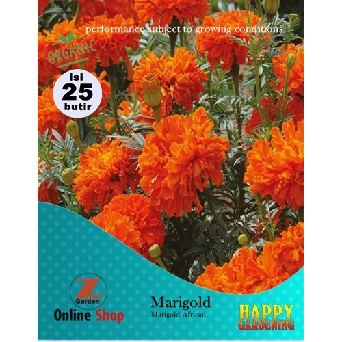 Benih Bunga Marigold Orange