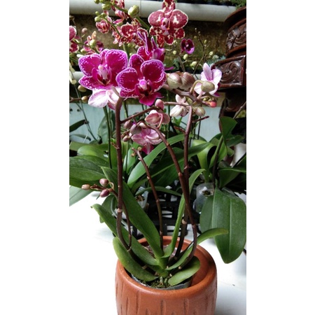 ANGGREK BULAN MINI KNOP MEKAR