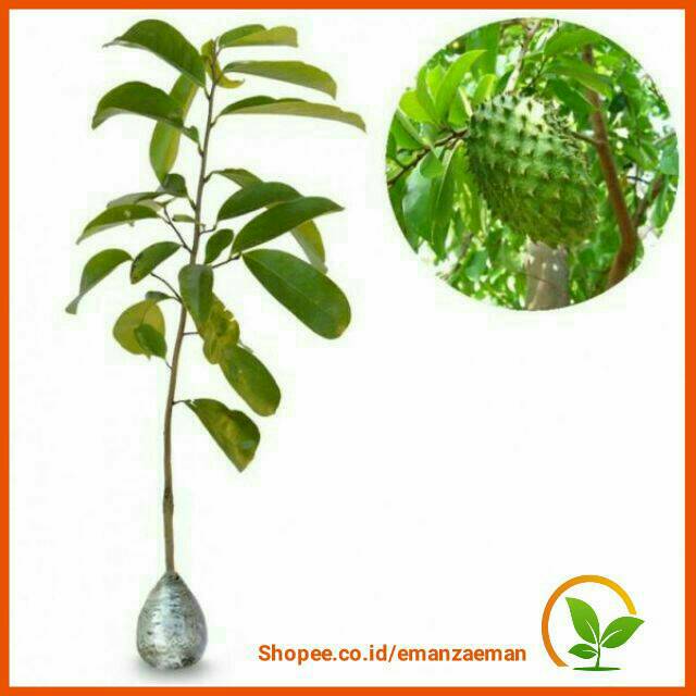 Bibit Pohon Sirsak Madu Tanaman Berbuah Segar