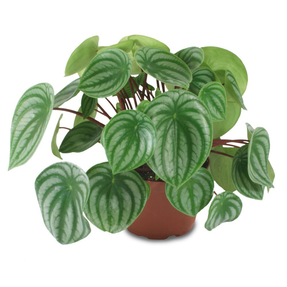  tanaman  hias  gantung  peperomia Shopee  Indonesia