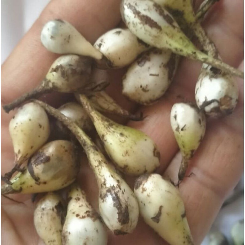 

buah marasi buah langka yg punya rasa istimewa manis murah