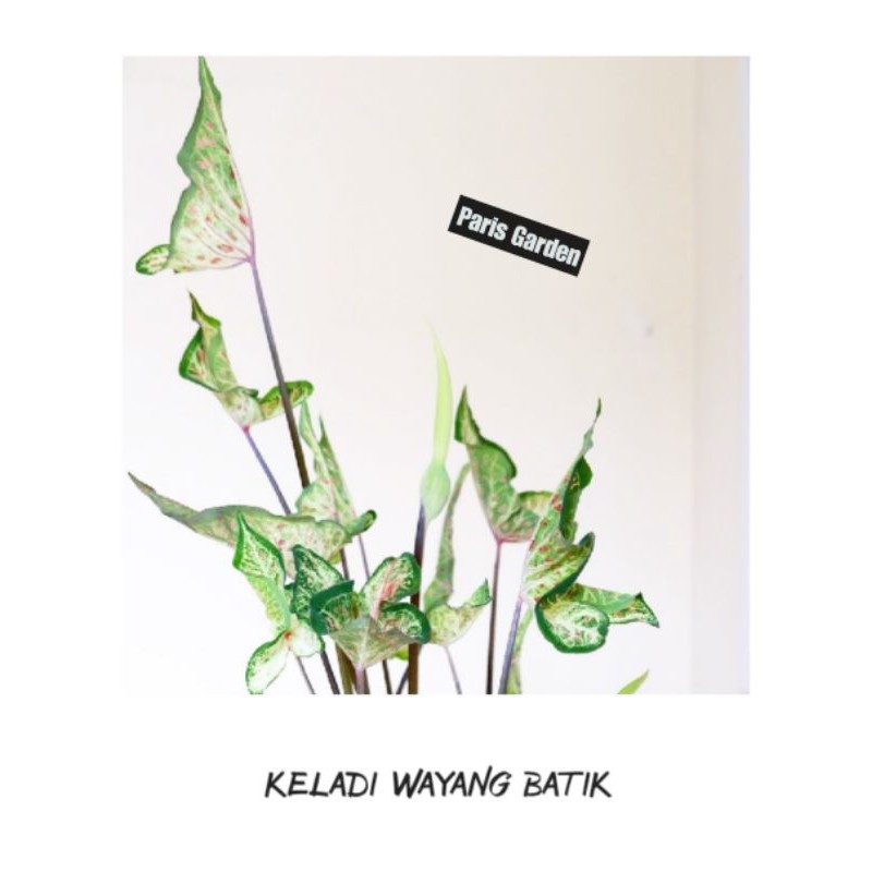 TANAMAN HIAS KELADI BATIK KELADI GINGGERLAND - KELADI WAYANG BATIK - BIBIT KELADI WAYANG PUTIH