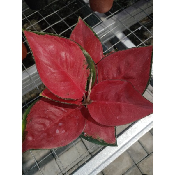 aglonema suksom stang pendek/jaipong